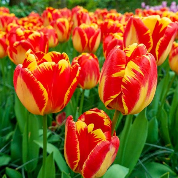 Tulip Bulbs (Banja Luka, 3 Bulbs)
